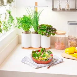 Jardin D'Interieur Lilo