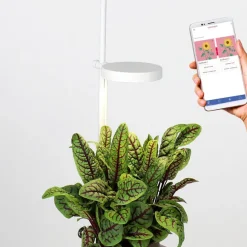 Jardin D'Interieur Lilo