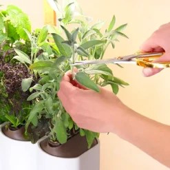 Jardin D'Interieur Lilo