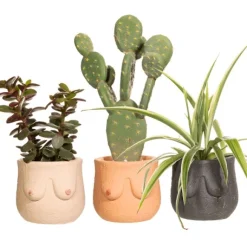 Pot Boob - 8 X O 8 Cm - Couleur Aleatoire