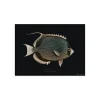 Set De Table Rectangle Poisson Mystery En Vinyle - 33 X 45 Cm - Noir