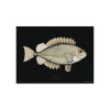 Set De Table Rectangle Poisson Secret En Vinyle - 33 X 45 Cm - Noir