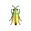 Trophee Origami Coleoptere Mango Vert