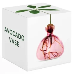 Vase En Verre Pour Avocat