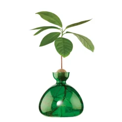 Vase En Verre Pour Avocat