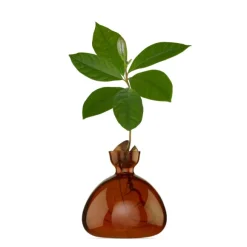 Vase En Verre Pour Avocat